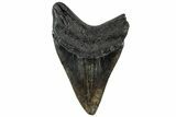 Fossil Megalodon Tooth - South Carolina #321829-1
